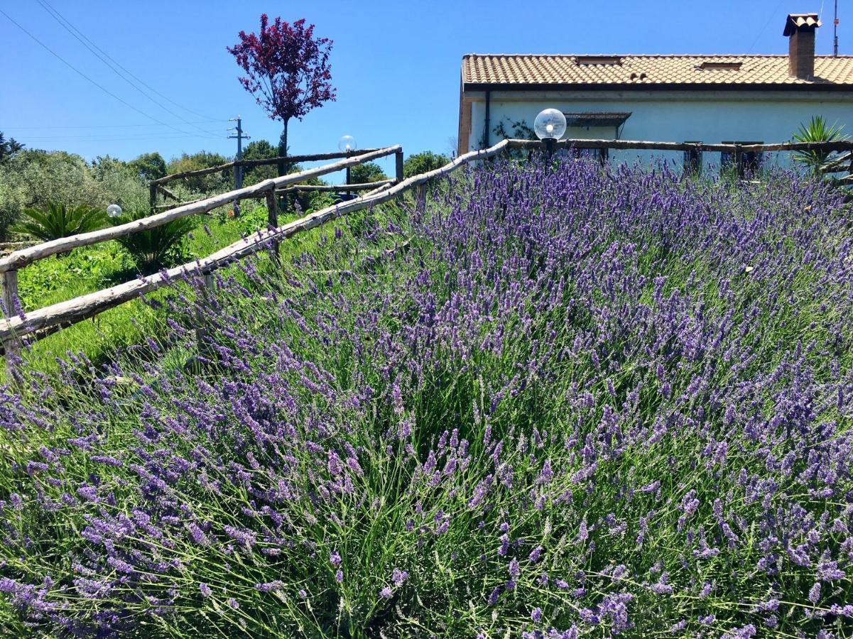 La Goiaba B&B Senigallia Exterior foto